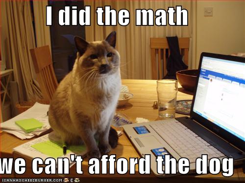 animal doing math