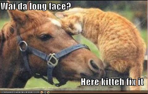 funny-pictures-cat-fixes-your-long-face1.jpg